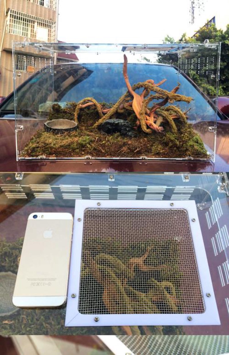 如何为你的宠物蜥蜴选择合适的家居？